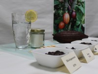 Introduction to the World of Chocolate  – You too can become an expert